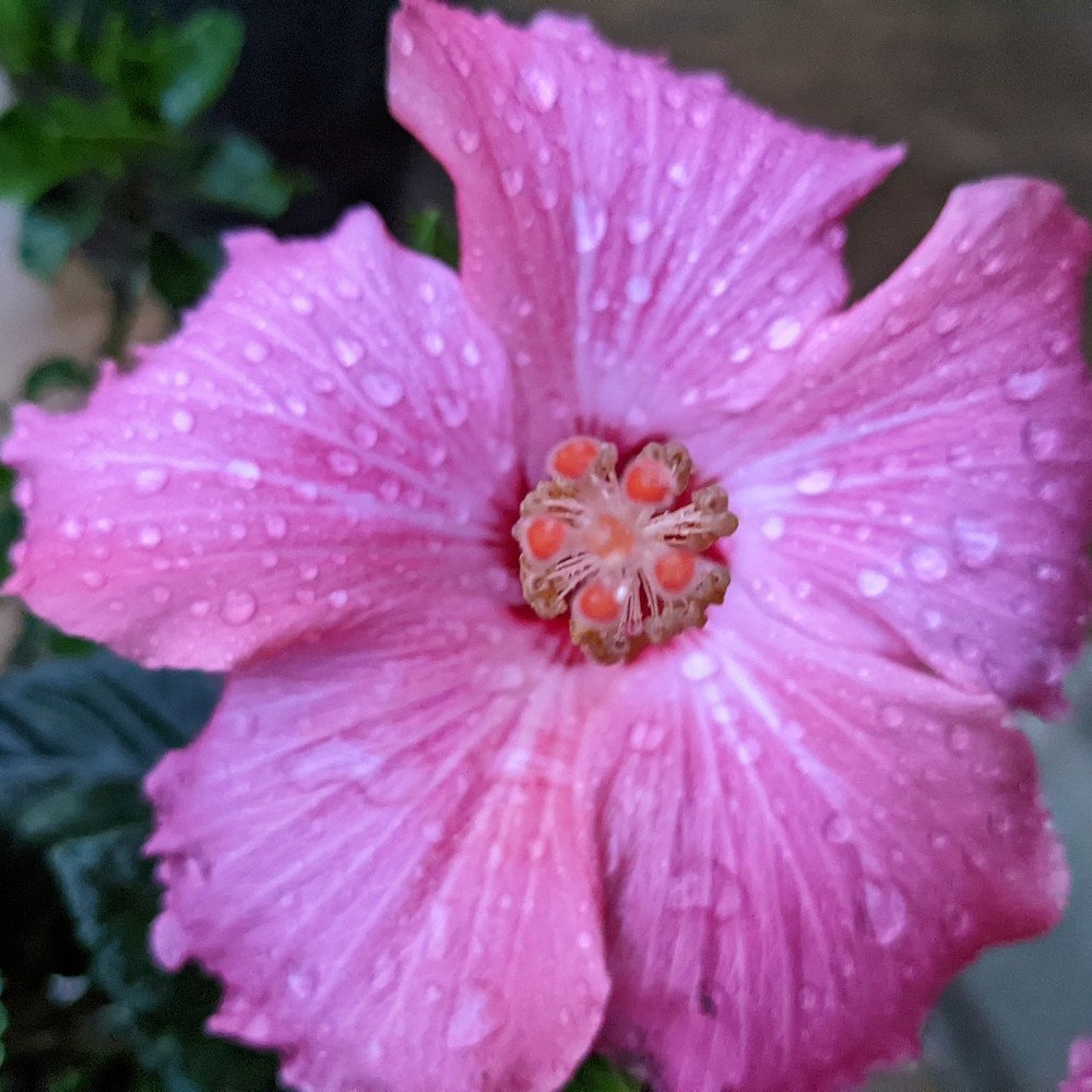 Meet your Posher, Sophie